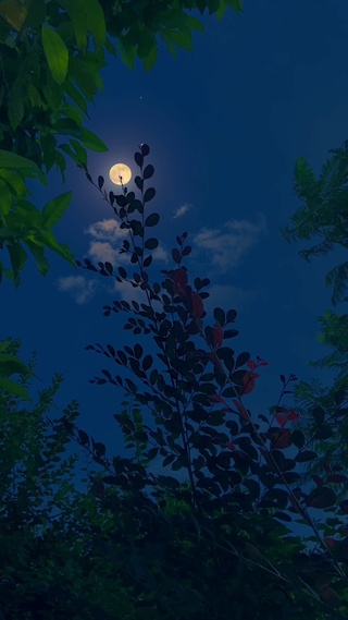 月光