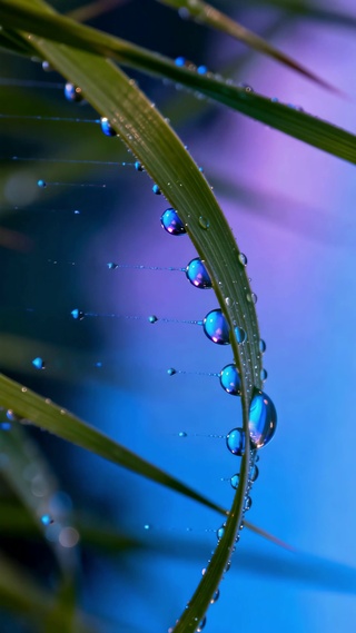 蓝调雨后草叶水珠唯美风景