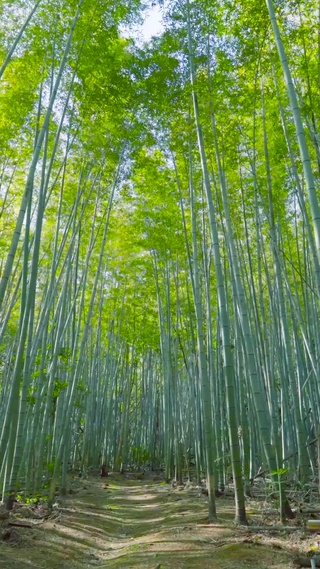 竹林