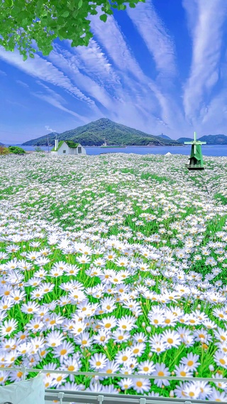 九尾狐小雏菊