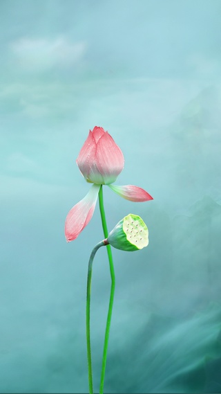 荷花意境