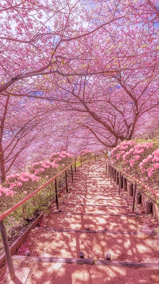 唯美樱花粉色玫瑰