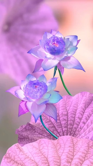荷花3