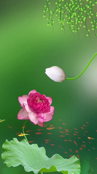 千层荷花