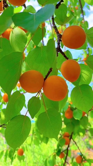 三生有杏遇见你