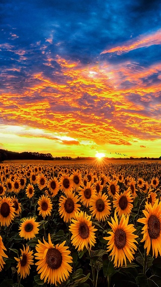 爆款向日葵花海