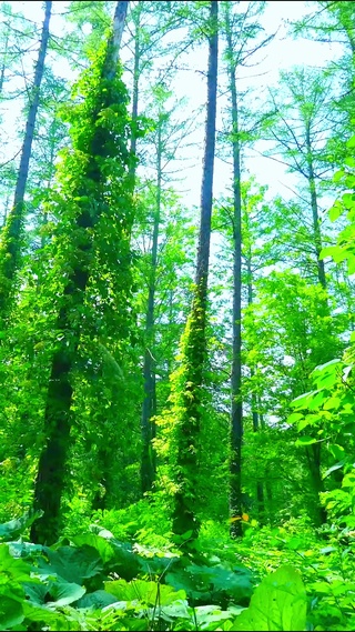 护眼森林氧吧 4K