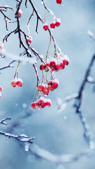 【雪中的红色果实】