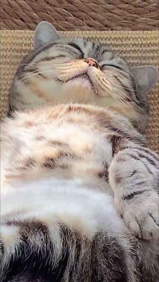 猫咪