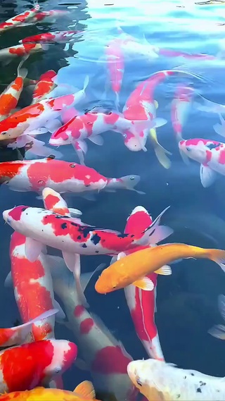 锦鲤送福