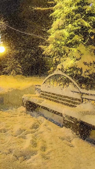 与其孤独不如赏雪听白狐