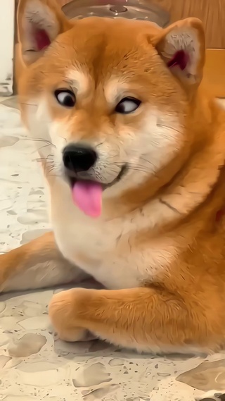 搞怪狗狗