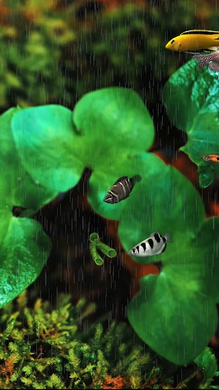 下雨天水中护眼鱼