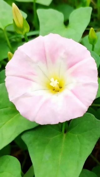 护眼花草树木