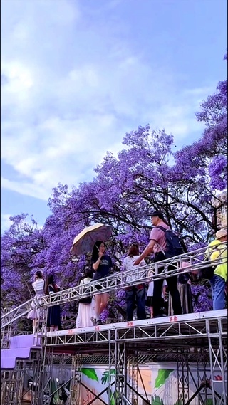 蓝花楹花下