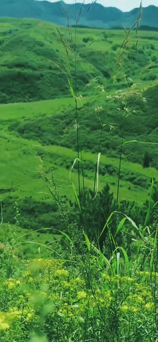 护眼山野