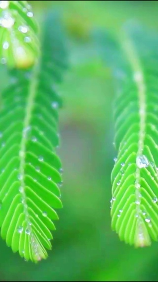 4K治愈护眼晨露