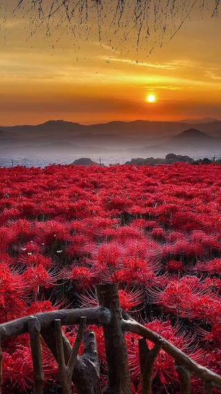 彼岸花