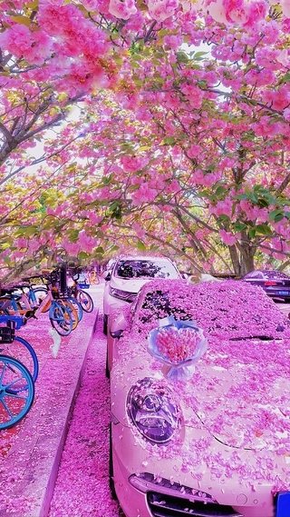 樱花树下的约定