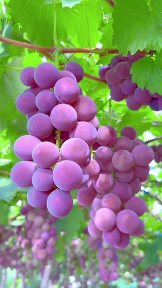 葡天之下，萄你欢心