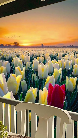 黄昏白色郁金香