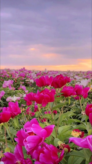 晚霞花海