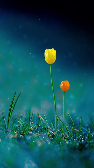 等待花开