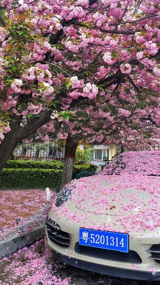 樱花树下的约定