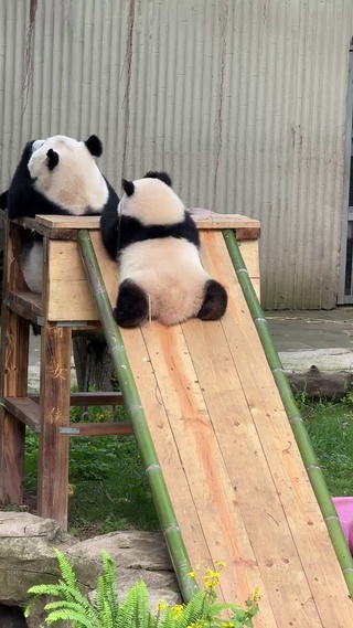 熊猫好可爱吖