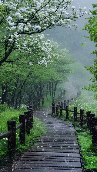 林间大雨