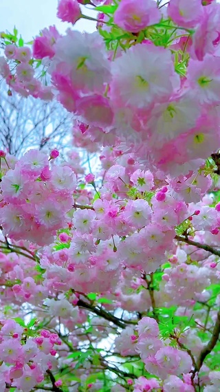 春暖花开鸟语花香！