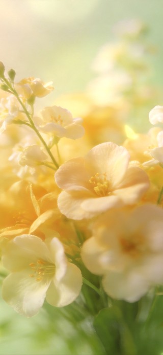 奶油高级感 清新花束