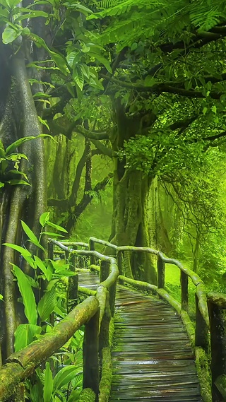 鸟语花香   小溪流水  山间小路
茂盛树林