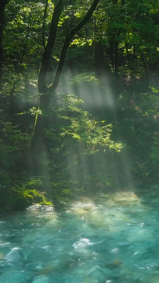 雾气雨林流水