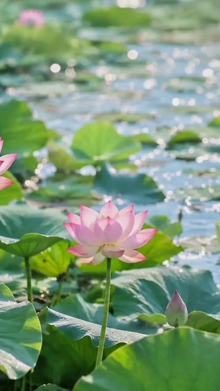 波光粼粼夏日荷花湖