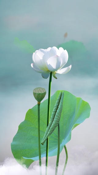 治愈意境荷花动态壁纸