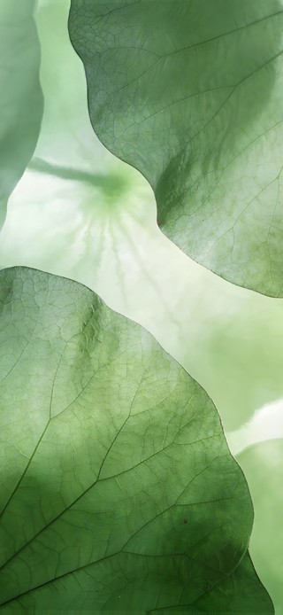 一叶清宁 • 青荷