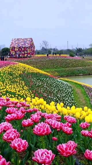 花海