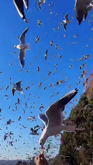 海鸥飞