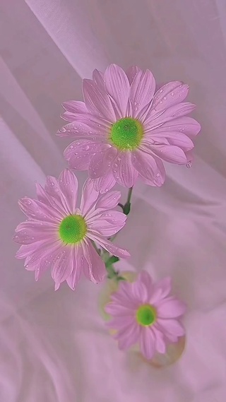 粉色小雏菊