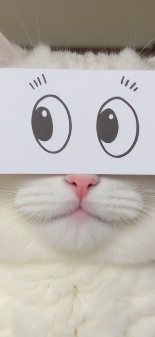 小猫嘻嘻 小猫不嘻