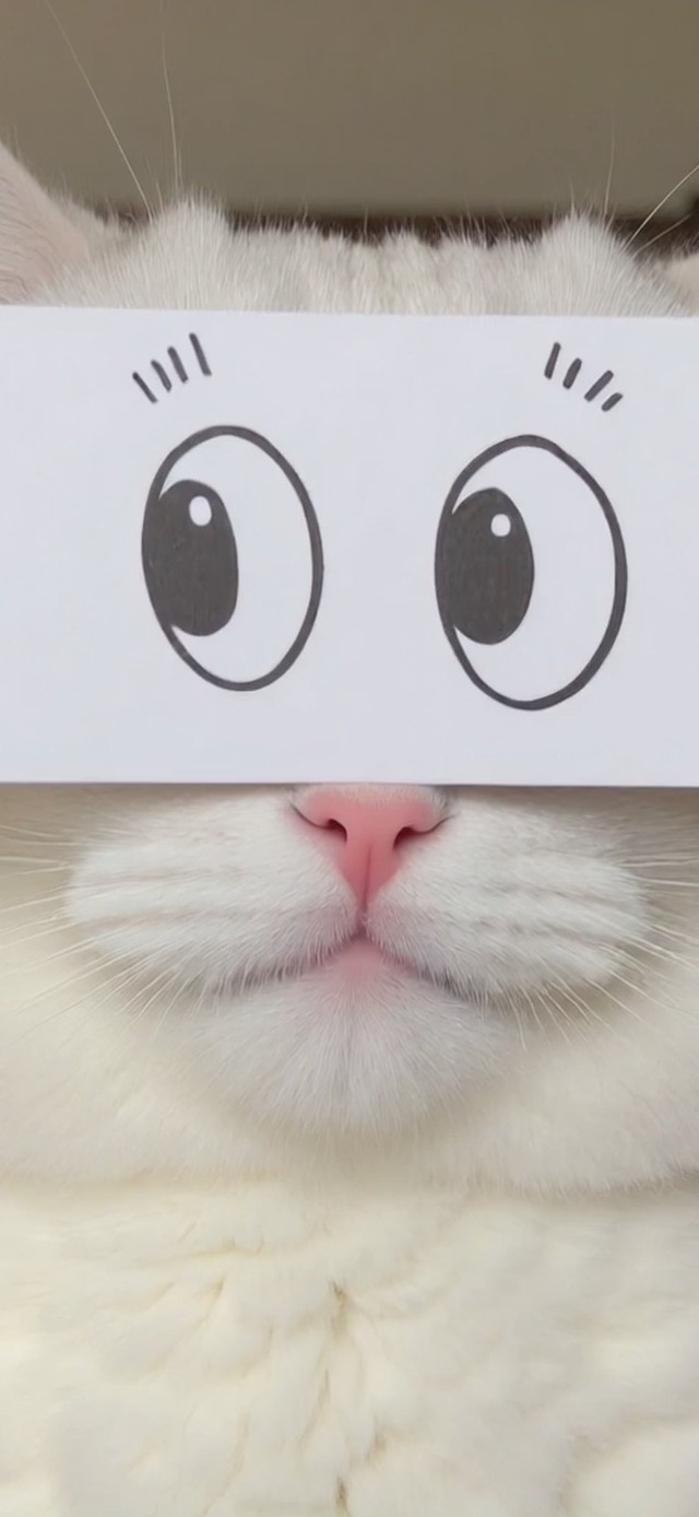 小猫嘻嘻 小猫不嘻