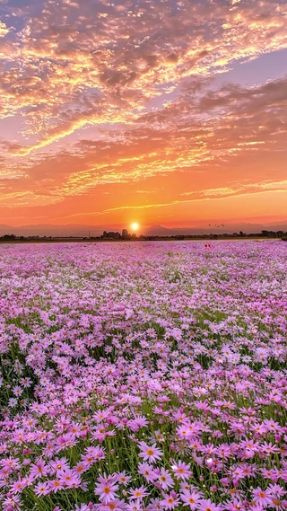 晚霞粉色雏菊花海