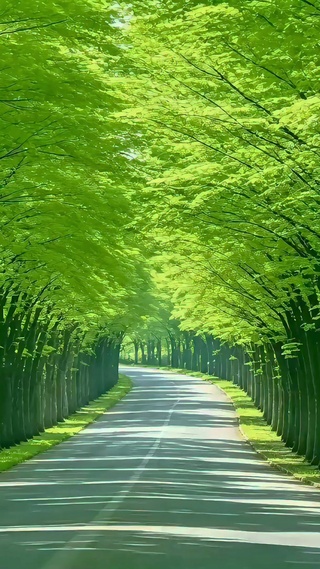 护眼林荫大道4K