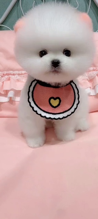 茶杯犬萨摩