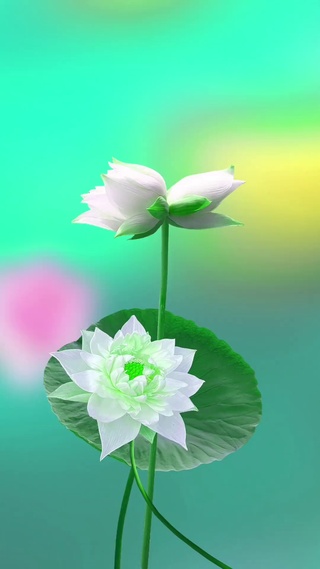 荷气生财