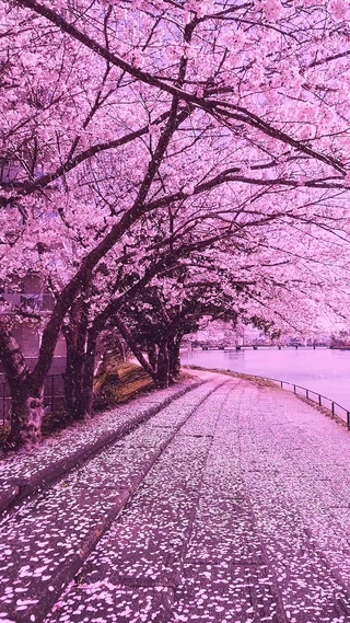 唯美樱花雨
