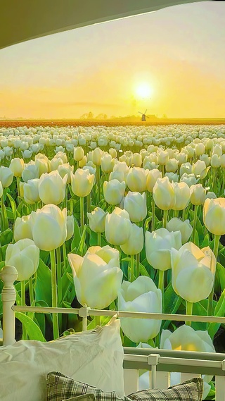 黄昏白色郁金香