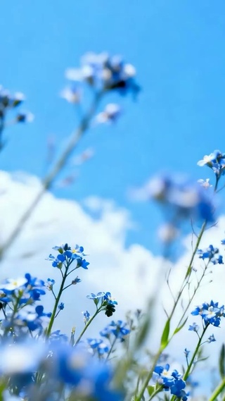 护眼花草树木