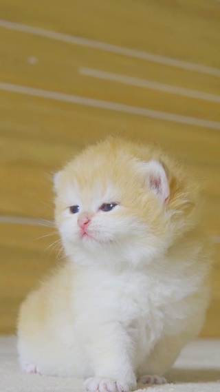 可爱小猫咪